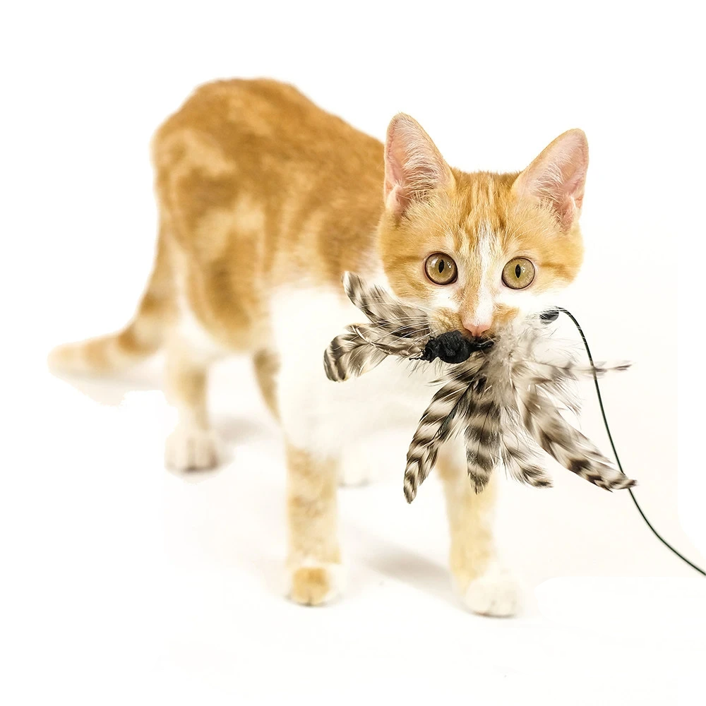 Feather Wand Cat Toy – Elastic String Kitten Fishing Toy